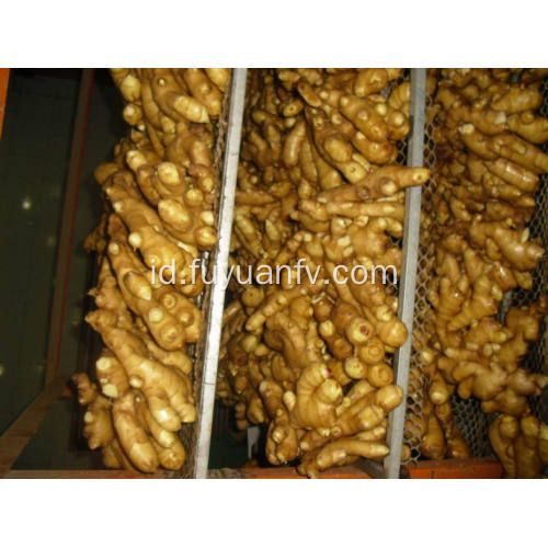 150g dan bawang putih segar